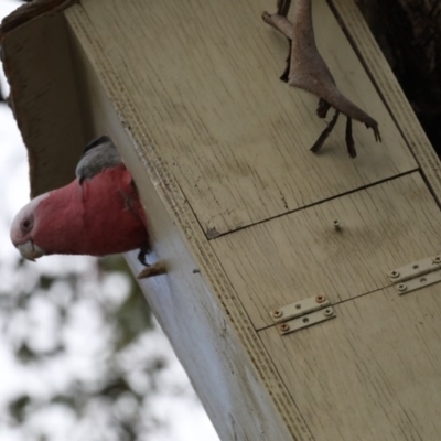 Eolophus roseicapilla (Galah) at Ainslie, ACT - 20 Sep 2019 by jb2602