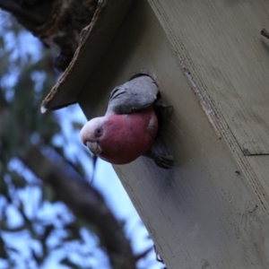 Eolophus roseicapilla at Ainslie, ACT - 20 Sep 2019