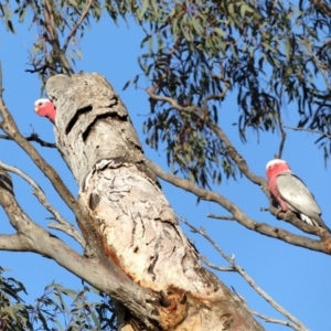 Eolophus roseicapilla at Ainslie, ACT - 20 Sep 2019