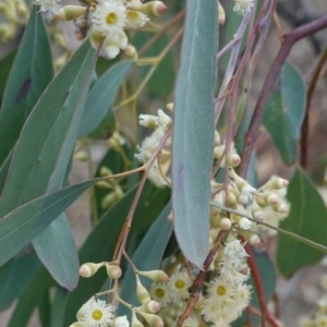 Eucalyptus polyanthemos at Deakin, ACT - 20 Sep 2019