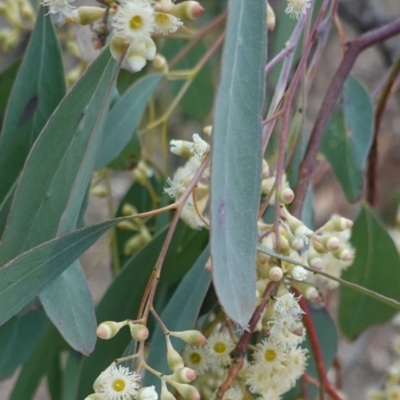 Eucalyptus polyanthemos (Red Box) at Deakin, ACT - 20 Sep 2019 by JackyF