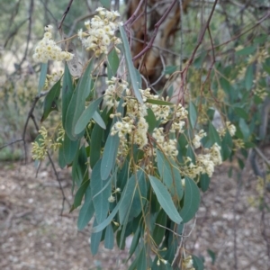 Eucalyptus polyanthemos at Deakin, ACT - 20 Sep 2019