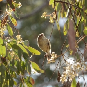 Eucalyptus polyanthemos at Deakin, ACT - 20 Sep 2019