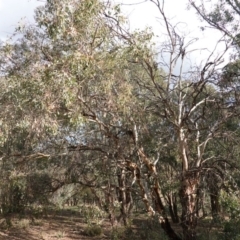 Eucalyptus polyanthemos at Deakin, ACT - 20 Sep 2019