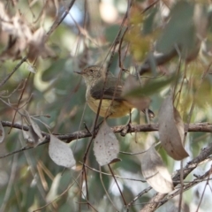 Acanthiza reguloides (Buff-rumped Thornbill) at Deakin, ACT - 20 Sep 2019 by JackyF