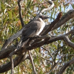 Philemon corniculatus (Noisy Friarbird) at Red Hill Nature Reserve - 20 Sep 2019 by JackyF
