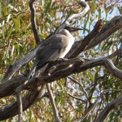 Philemon corniculatus (Noisy Friarbird) at Hughes, ACT - 20 Sep 2019 by JackyF