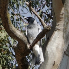 Coracina novaehollandiae (Black-faced Cuckooshrike) at Red Hill to Yarralumla Creek - 20 Sep 2019 by JackyF