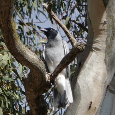 Coracina novaehollandiae (Black-faced Cuckooshrike) at Red Hill Nature Reserve - 20 Sep 2019 by JackyF