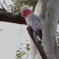 Eolophus roseicapilla (Galah) at GG49 - 20 Sep 2019 by JackyF