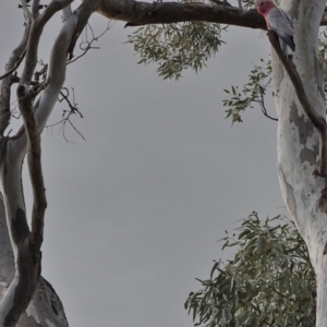 Eolophus roseicapilla at Deakin, ACT - 20 Sep 2019