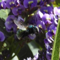 Xylocopa (Lestis) aerata (Golden-Green Carpenter Bee) at Acton, ACT - 20 Sep 2019 by HelenCross