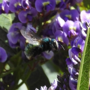 Xylocopa (Lestis) aerata at Acton, ACT - 20 Sep 2019 12:10 PM