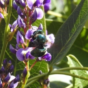 Xylocopa (Lestis) aerata at Acton, ACT - 20 Sep 2019