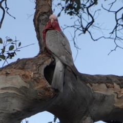 Eolophus roseicapilla (Galah) at Deakin, ACT - 20 Sep 2019 by JackyF