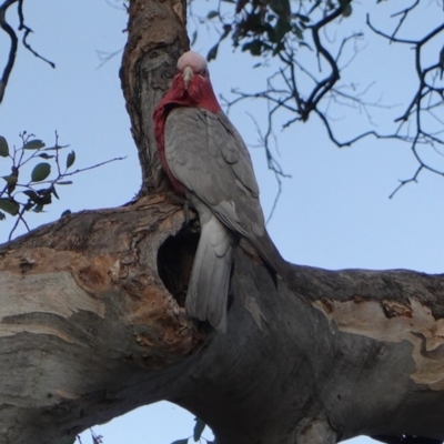 Eolophus roseicapilla (Galah) at GG139 - 20 Sep 2019 by JackyF