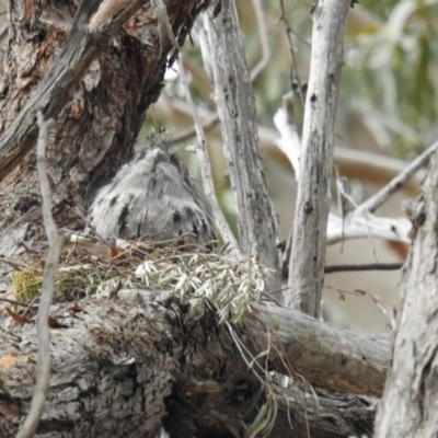 Podargus strigoides (Tawny Frogmouth) at ANBG - 18 Sep 2019 by HelenCross