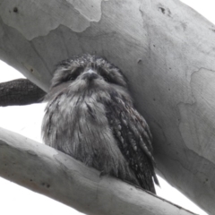 Podargus strigoides at Acton, ACT - 18 Sep 2019