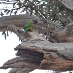 Trichoglossus moluccanus (Rainbow Lorikeet) at Red Hill to Yarralumla Creek - 19 Sep 2019 by JackyF