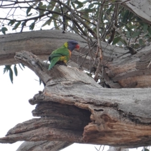 Trichoglossus moluccanus at Hughes, ACT - 19 Sep 2019 03:21 PM