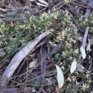 Clematis leptophylla at Hughes, ACT - 20 Sep 2019 05:25 PM