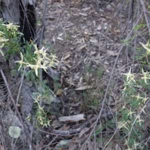 Clematis leptophylla at Hughes, ACT - 20 Sep 2019 05:25 PM