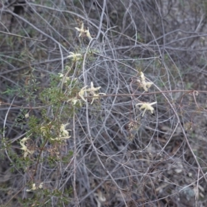 Clematis leptophylla at Hughes, ACT - 20 Sep 2019