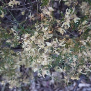 Clematis leptophylla at Hughes, ACT - 20 Sep 2019 05:25 PM