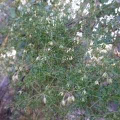 Clematis leptophylla at Hughes, ACT - 20 Sep 2019