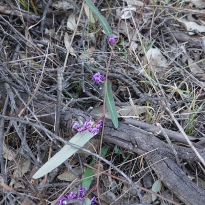Hardenbergia violacea (False Sarsaparilla) at Red Hill Nature Reserve - 20 Sep 2019 by JackyF