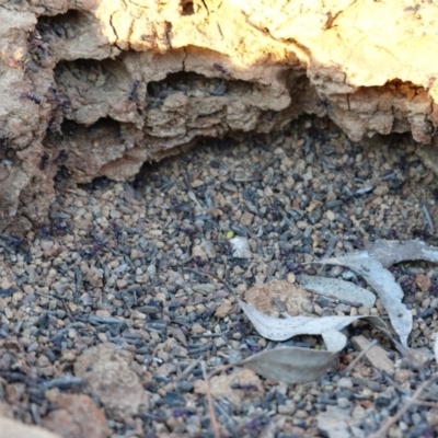 Iridomyrmex purpureus (Meat Ant) at Red Hill to Yarralumla Creek - 20 Sep 2019 by JackyF