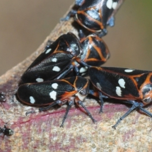 Eurymela fenestrata at Molonglo River Reserve - 19 Sep 2019 11:46 AM