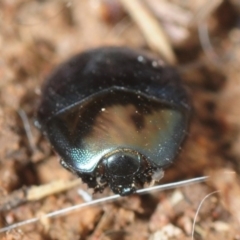 Saprinus (Saprinus) sp. (genus & subgenus) (Metallic hister beetle) at Dunlop, ACT - 19 Sep 2019 by Harrisi