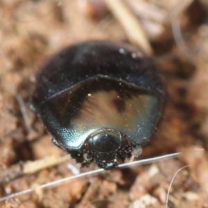 Saprinus (Saprinus) sp. (genus & subgenus) at Molonglo River Reserve - 19 Sep 2019 11:41 AM