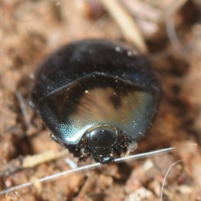 Saprinus (Saprinus) sp. (genus & subgenus) (Metallic hister beetle) at Dunlop, ACT - 19 Sep 2019 by Harrisi