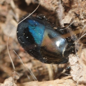 Saprinus (Saprinus) sp. (genus & subgenus) at Molonglo River Reserve - 19 Sep 2019 11:41 AM