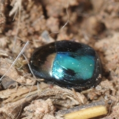 Saprinus (Saprinus) sp. (genus & subgenus) at Molonglo River Reserve - 19 Sep 2019 11:41 AM