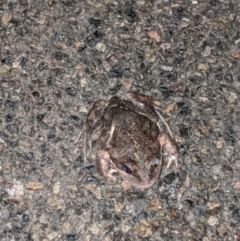 Limnodynastes dumerilii (Eastern Banjo Frog) at Moss Vale - 20 Sep 2019 by Margot