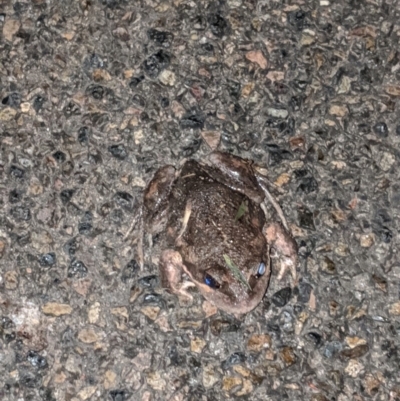 Limnodynastes dumerilii (Eastern Banjo Frog) at Moss Vale, NSW - 20 Sep 2019 by Margot