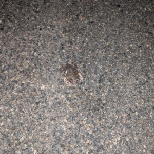 Limnodynastes dumerilii at Moss Vale, NSW - 20 Sep 2019 11:51 PM