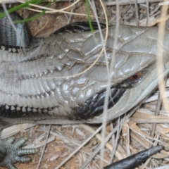 Tiliqua scincoides scincoides (Eastern Blue-tongue) at University of Canberra - 19 Sep 2019 by Harrisi
