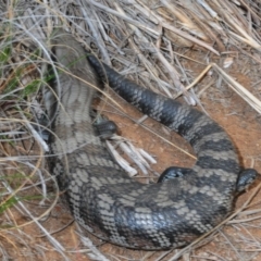 Tiliqua scincoides scincoides at Bruce, ACT - 19 Sep 2019