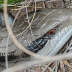 Tiliqua scincoides scincoides at Bruce, ACT - 19 Sep 2019