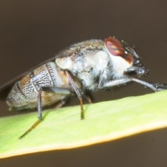 Stomorhina sp. (genus) (Snout fly) at Molonglo River Reserve - 19 Sep 2019 by Harrisi