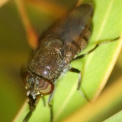Stomorhina sp. (genus) at Molonglo River Reserve - 19 Sep 2019