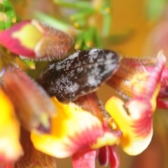 Diphucrania acuducta (Acuducta jewel beetle) at University of Canberra - 19 Sep 2019 by Harrisi