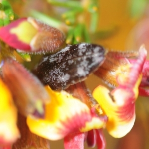 Diphucrania acuducta at Bruce, ACT - 19 Sep 2019 04:43 PM