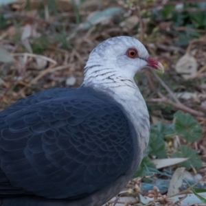 Columba leucomela at Symonston, ACT - 20 Sep 2019