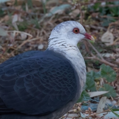 Columba leucomela (White-headed Pigeon) at Symonston, ACT - 20 Sep 2019 by rawshorty