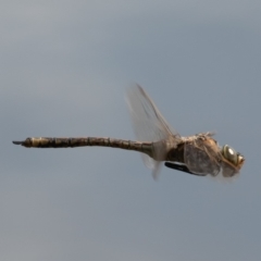 Anax papuensis (Australian Emperor) at Jerrabomberra Wetlands - 20 Sep 2019 by rawshorty